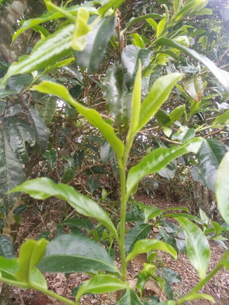 普洱茶