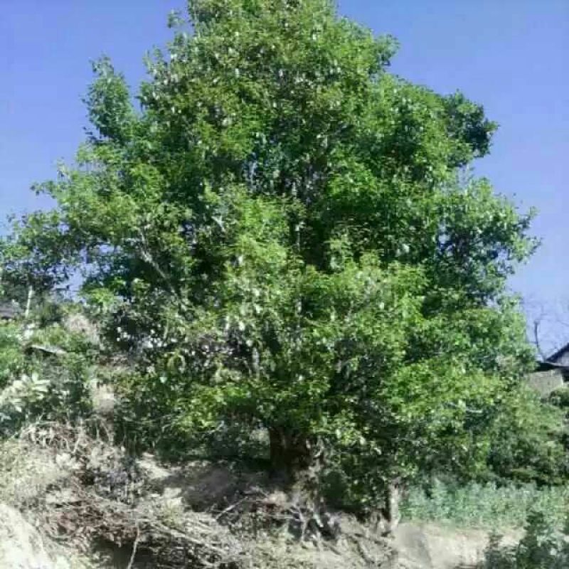 普洱茶
