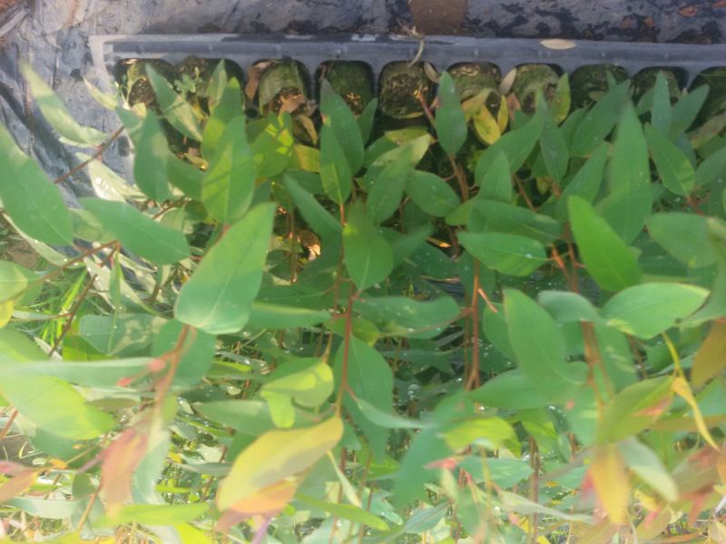 桉树苗10~35cm