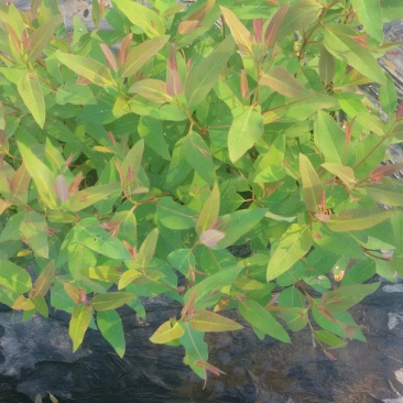 桉树苗10~35cm