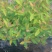 桉树苗10~35cm