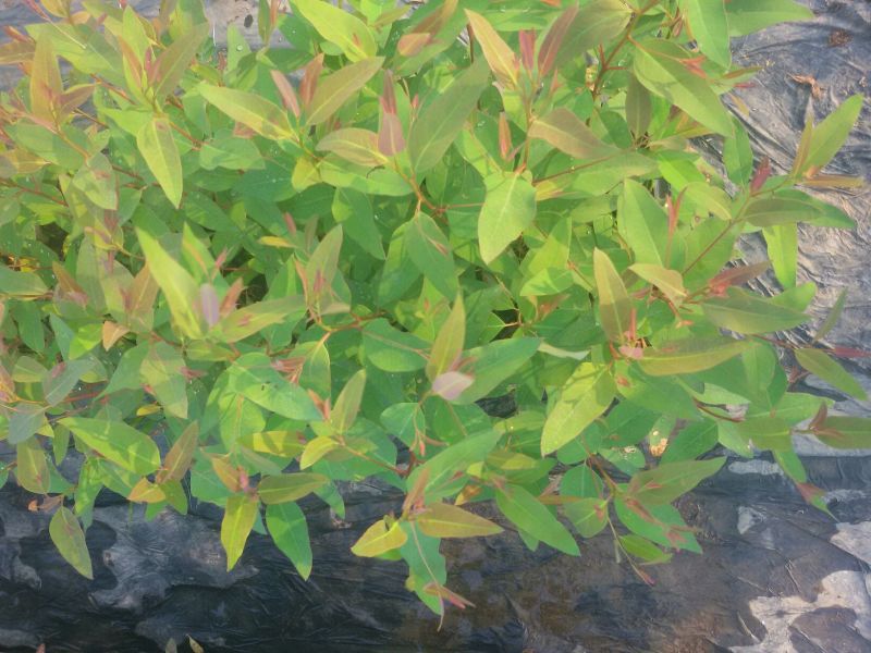 桉树苗10~35cm