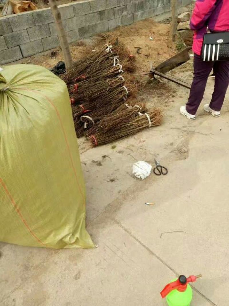 突尼斯软籽石榴树苗实生苗80cm以上