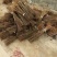 突尼斯软籽石榴树苗实生苗80cm以上