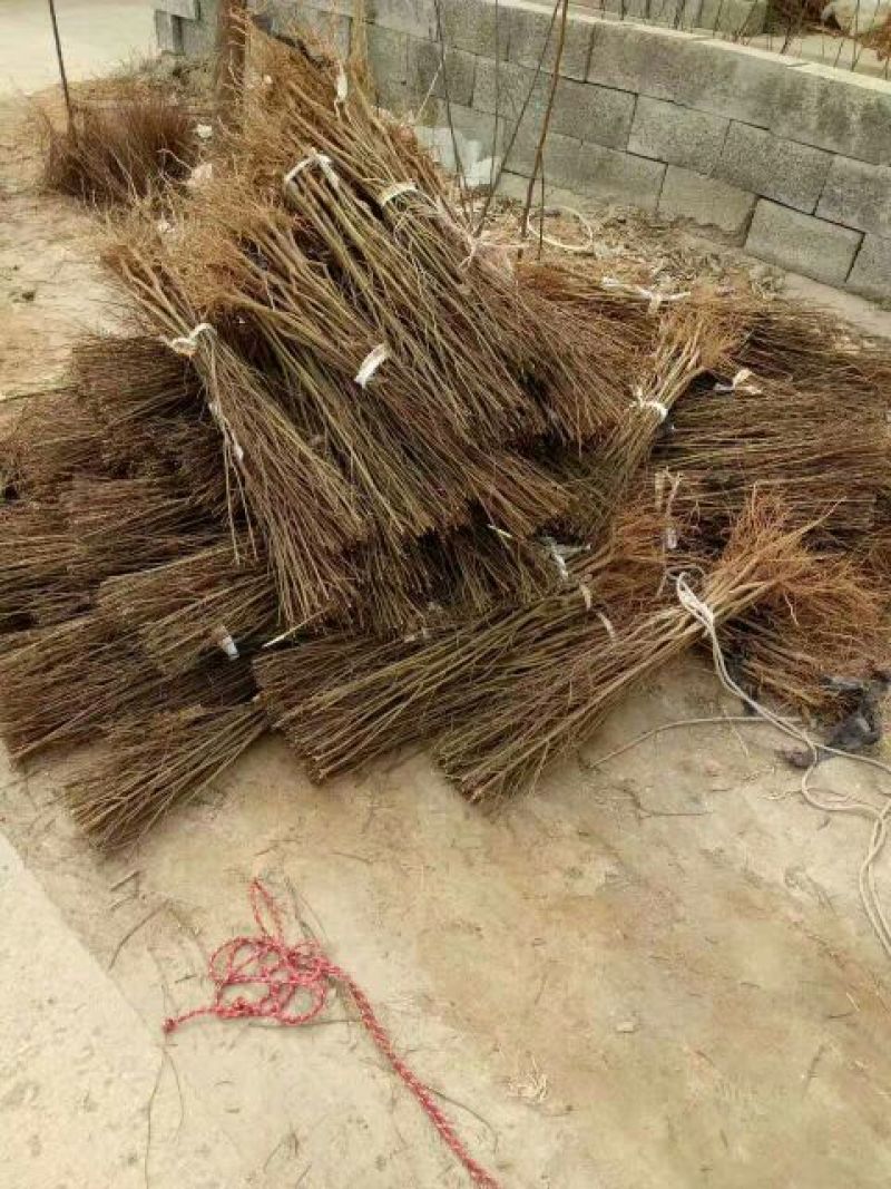 突尼斯软籽石榴树苗实生苗80cm以上