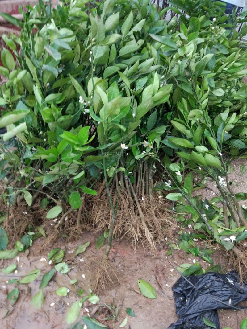 三红蜜柚苗