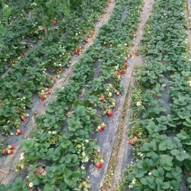 天仙醉草莓苗10~20cm