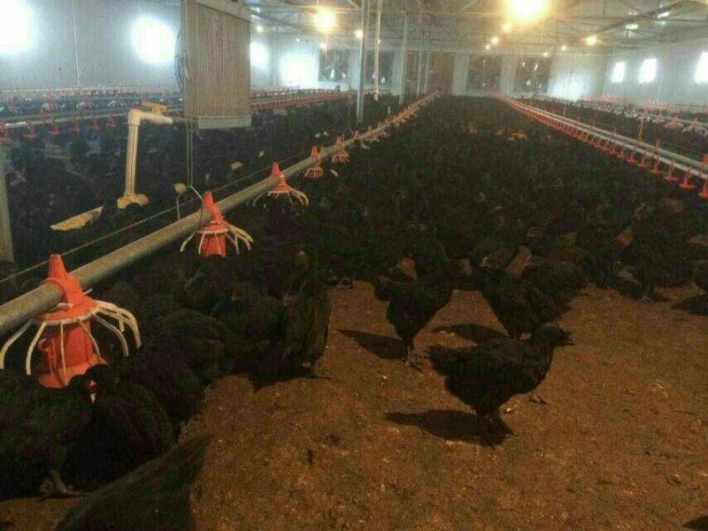 贵州赤水乌鸡苗出壳苗35~45克