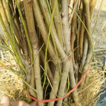 黄桃树苗黄桃占地苗品种苗