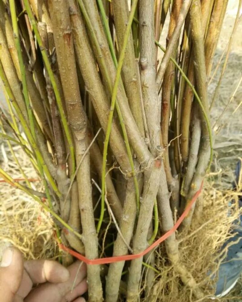 黄桃树苗黄桃占地苗品种苗