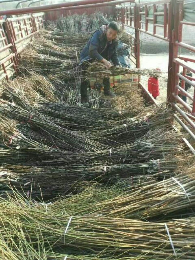 黄桃树苗黄桃占地苗品种苗