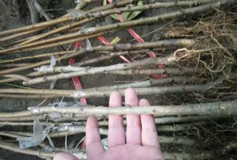 黄桃树苗黄桃占地苗品种苗