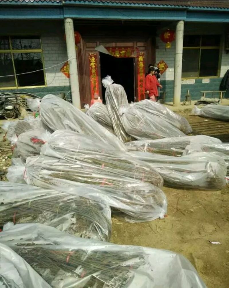 黄桃树苗黄桃占地苗品种苗