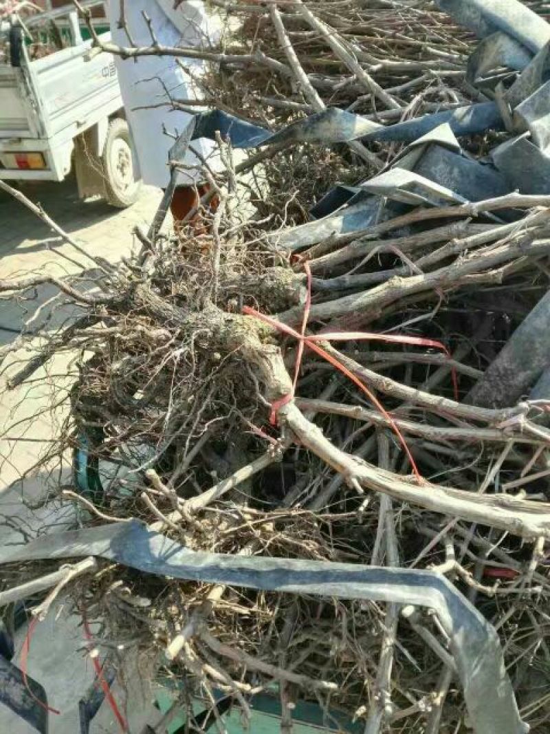 黄桃树苗黄桃占地苗品种苗
