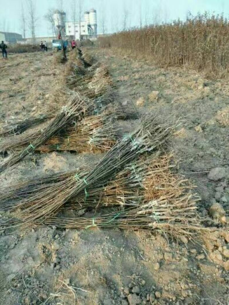 黄桃树苗黄桃占地苗品种苗