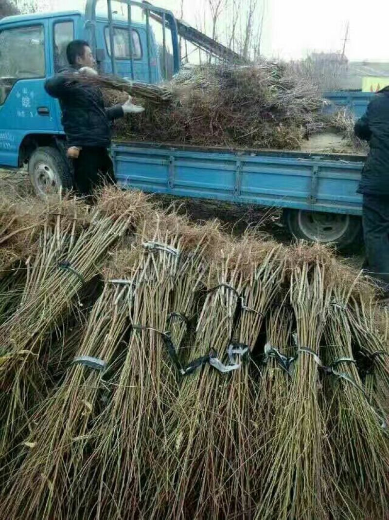 黄桃树苗黄桃占地苗品种苗