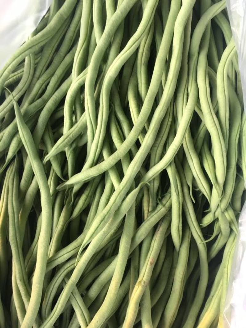 绿龙芸豆
