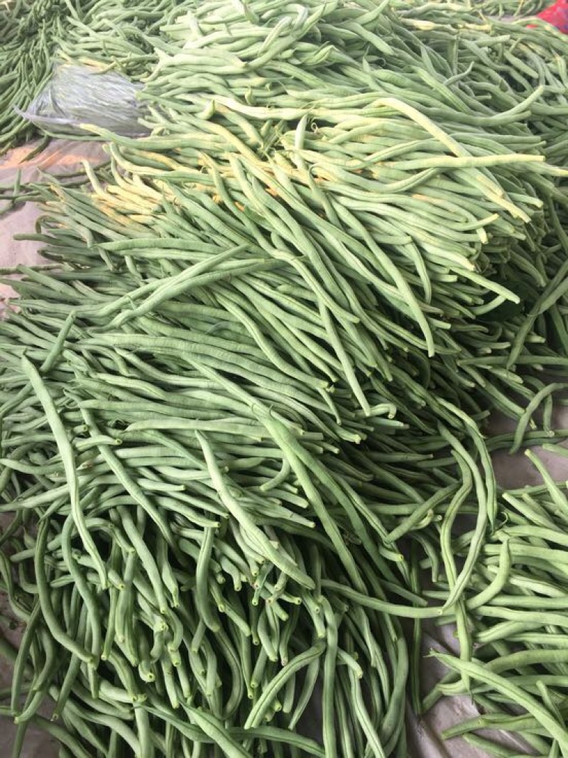 绿龙芸豆