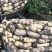 莲藕373511~13厘米15~20厘米以上