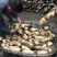 莲藕373511~13厘米15~20厘米以上