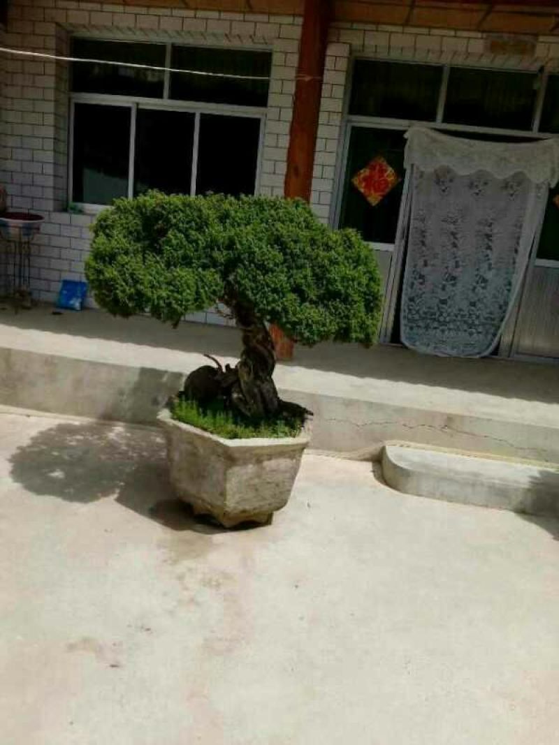 刺柏