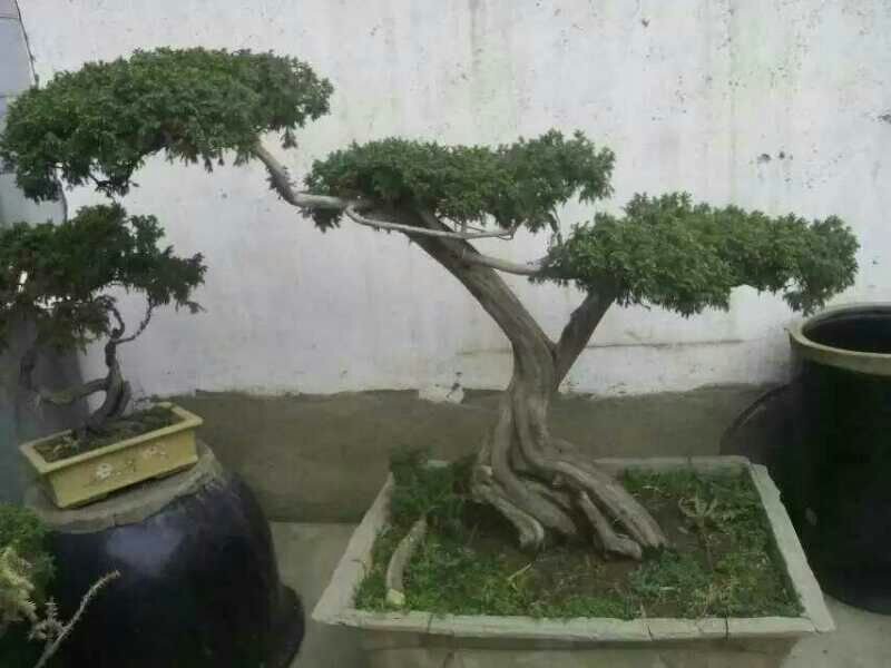 刺柏