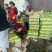 东方蜜1号甜瓜2斤以上精品承接代收代发