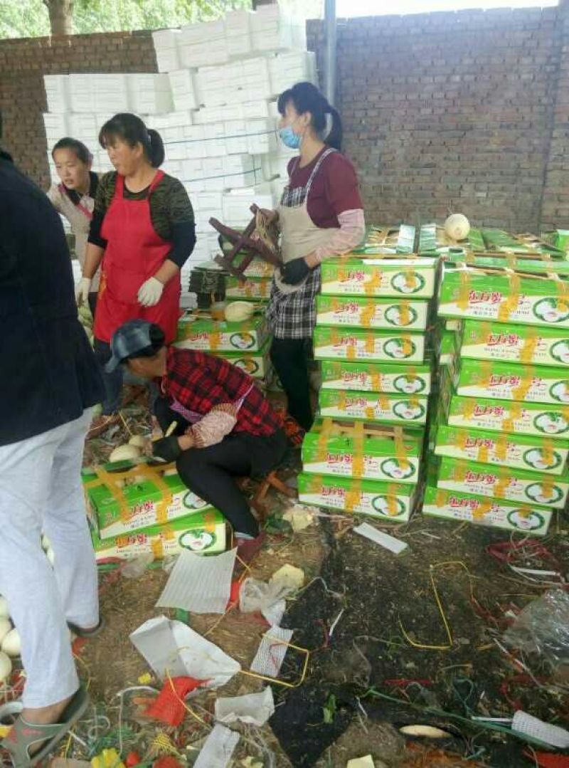 东方蜜1号甜瓜2斤以上精品承接代收代发