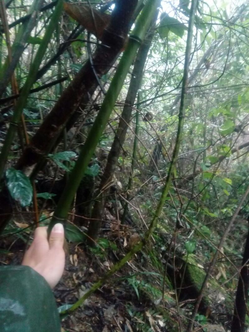 苦竹3~4m