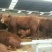 鲁西黄牛犊100~200kg