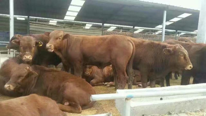 鲁西黄牛犊100~200kg
