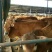 鲁西黄牛犊100~200kg