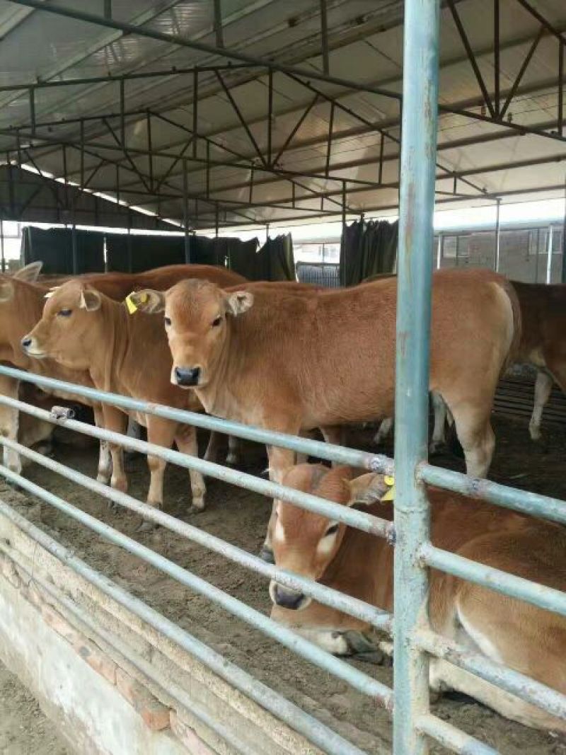 鲁西黄牛犊100~200kg