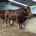 鲁西黄牛犊100~200kg