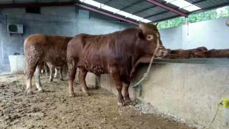 鲁西黄牛犊100~200kg