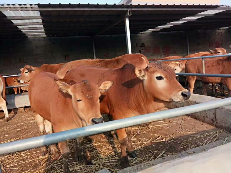 鲁西黄牛犊100~200kg