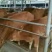 鲁西黄牛犊100~200kg