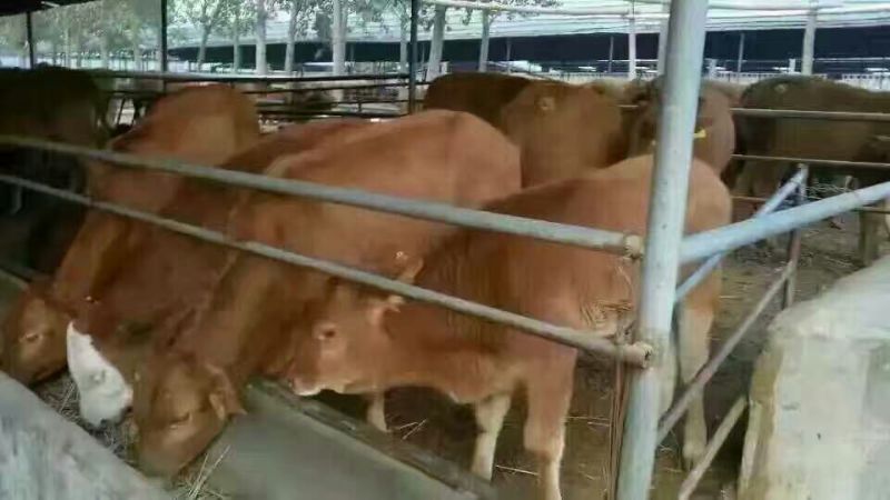 鲁西黄牛犊100~200kg