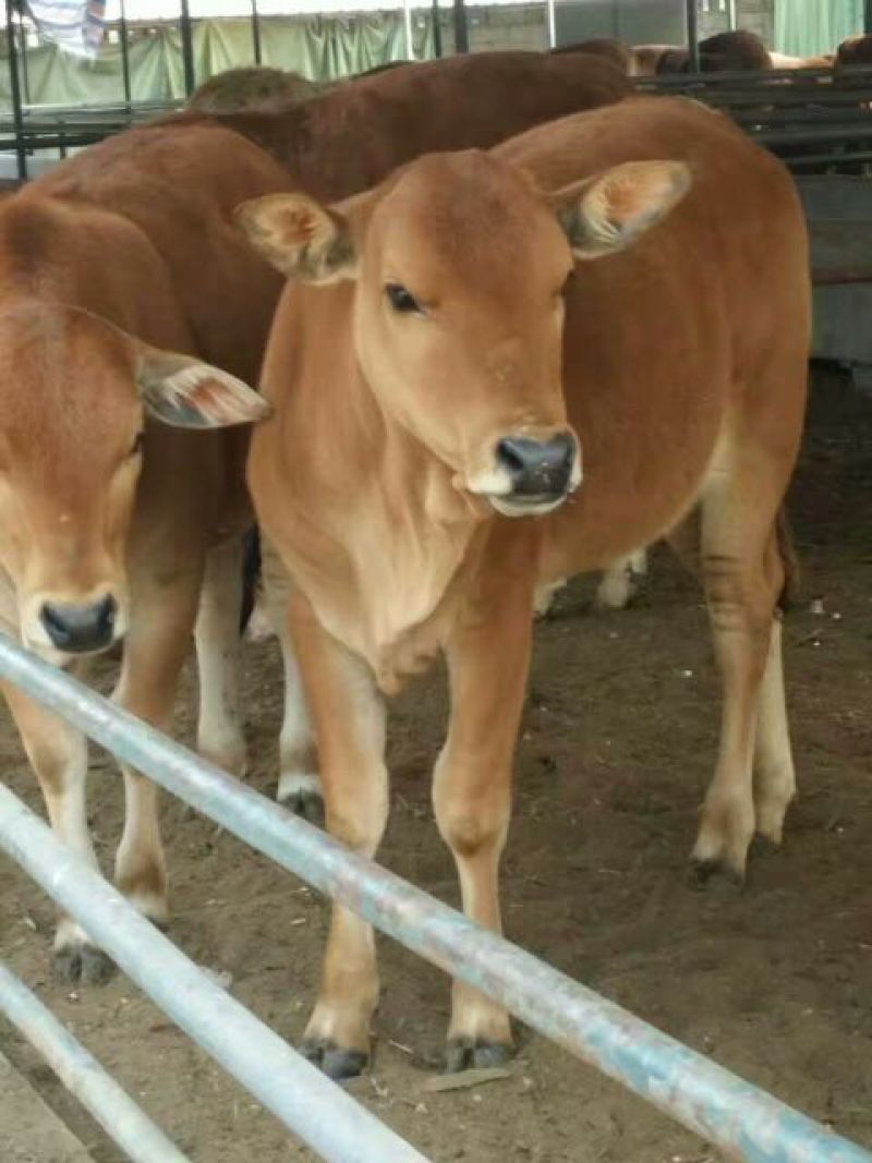 鲁西黄牛犊100~200kg