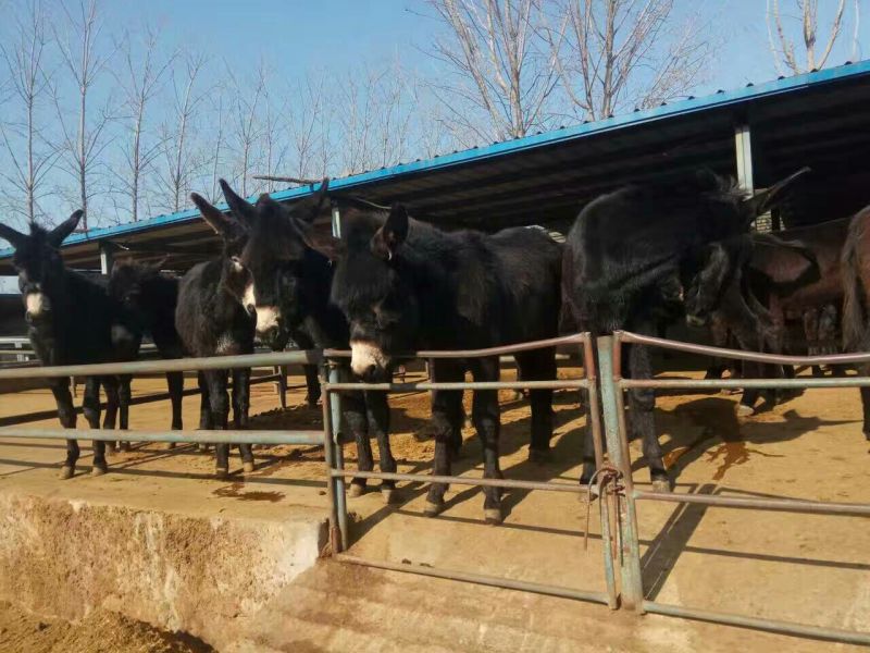 鲁西黄牛犊100~200kg