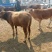 鲁西黄牛犊100~200kg