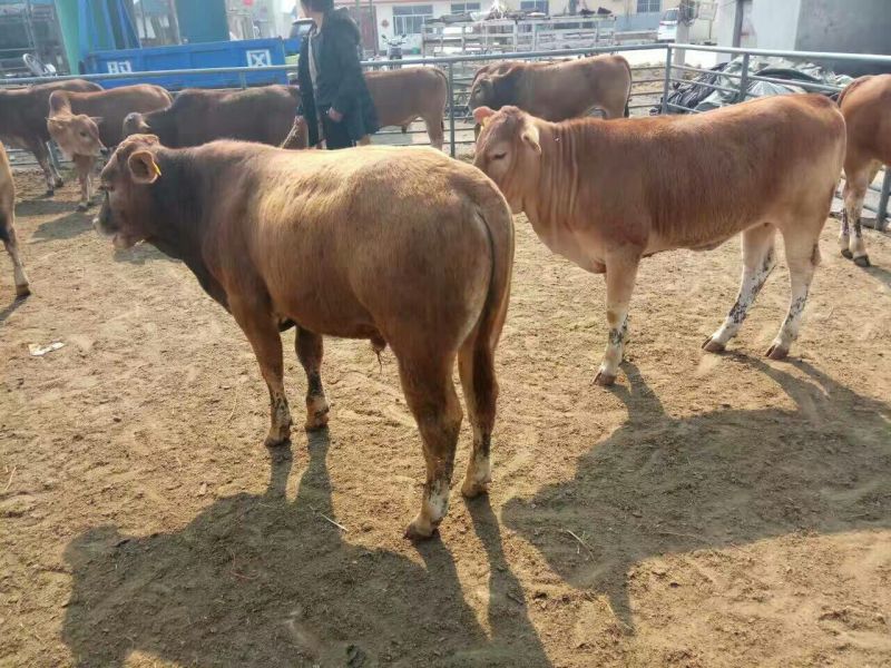 鲁西黄牛犊100~200kg