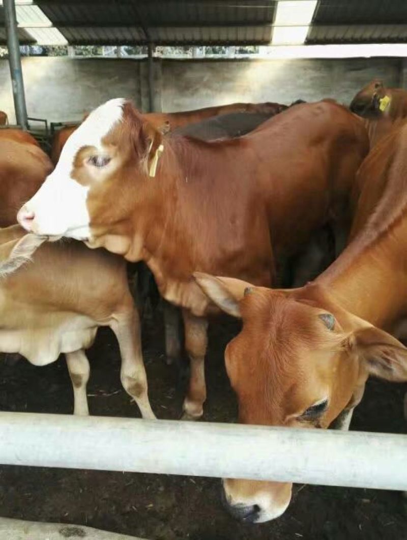 鲁西黄牛犊100~200kg
