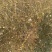 迎春花苗40~50cm迎春小苗农户直销价格优惠