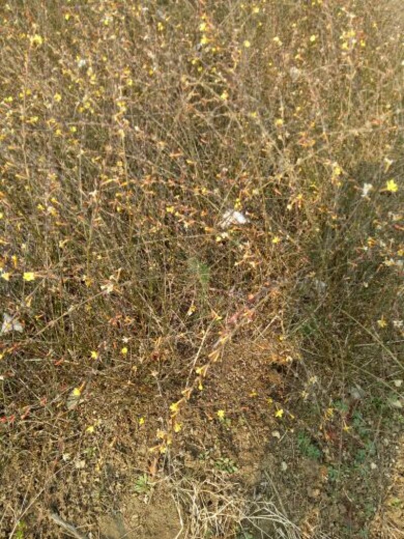 迎春花苗40~50cm迎春小苗农户直销价格优惠