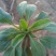 小苦菜5~10厘米
