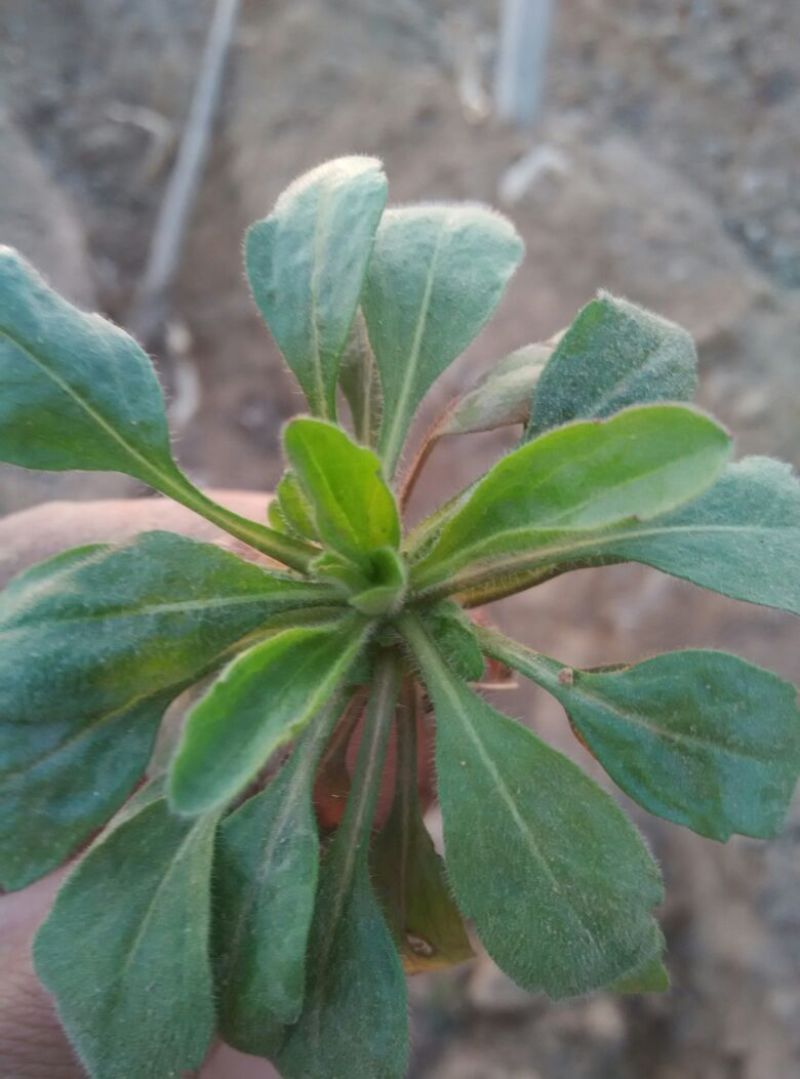 小苦菜5~10厘米