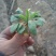 小苦菜5~10厘米