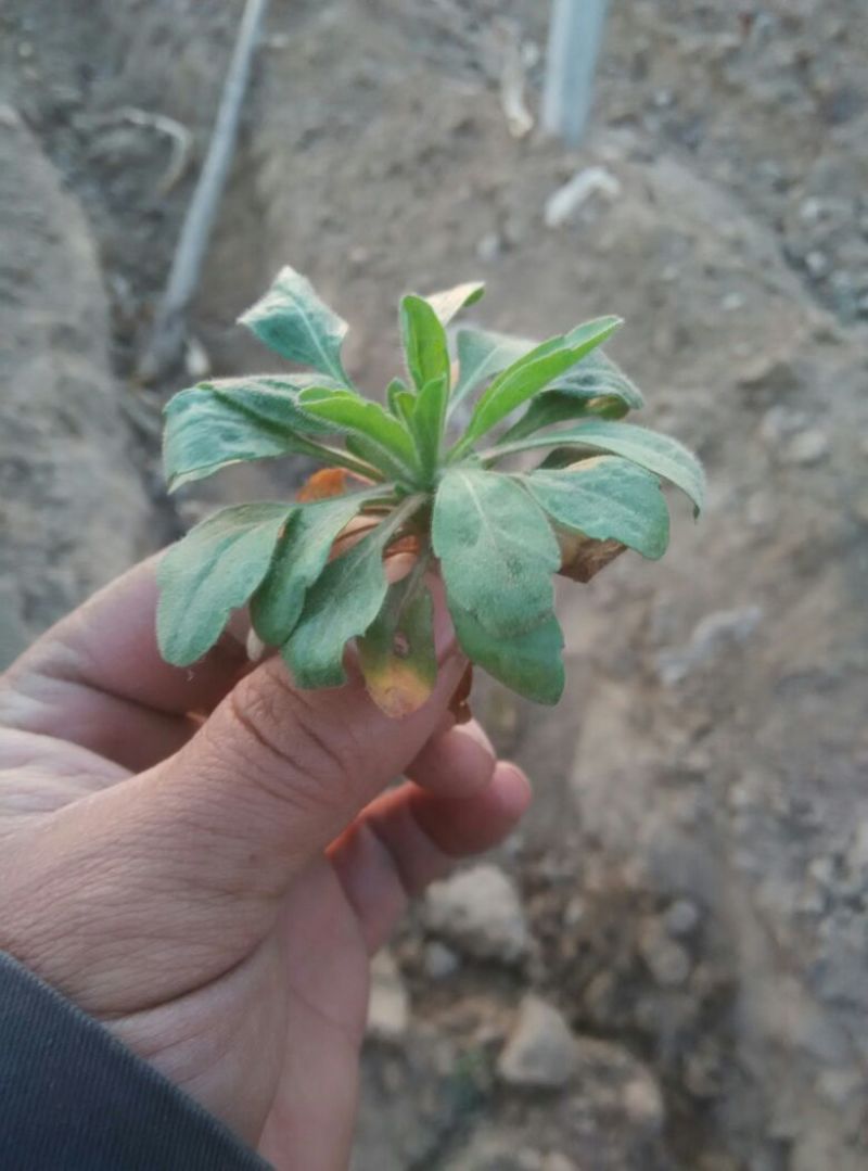 小苦菜5~10厘米