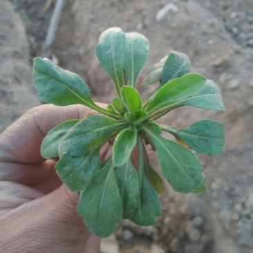 小苦菜5~10厘米